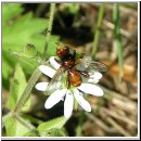 Sicus ferrugineus - Gemeine Breitstirnblasenkopffliege 01.jpg